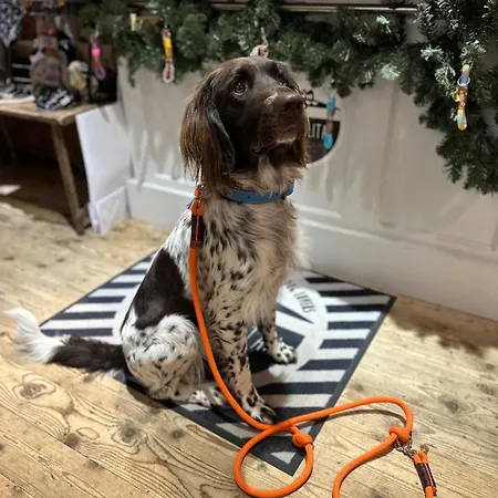 #9 Ommi Kese Drachen See-suite Sauna Hund Olpe bei Meschede