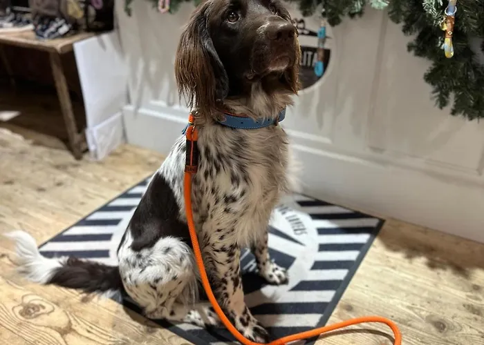 #9 Ommi Kese Drachen See-suite Sauna Hund Olpe bei Meschede